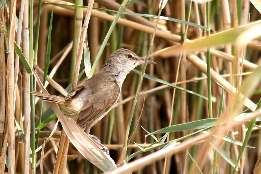 Clamorous Reed Warbler perched on reed stems