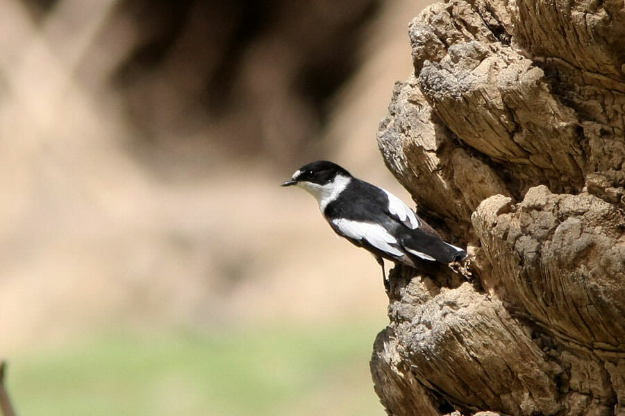 Semi-collared Flycatcher perched on a palm tree trunk